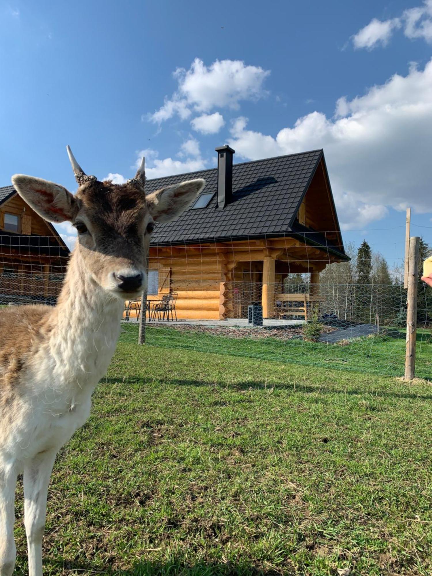Ranczo Zwierzyniec Noclegi Jordanow Exterior foto